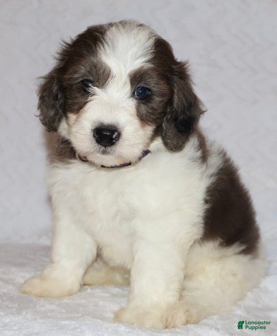 Mini Goldendoodle dogs Ruby chocolate merle - Ad 1