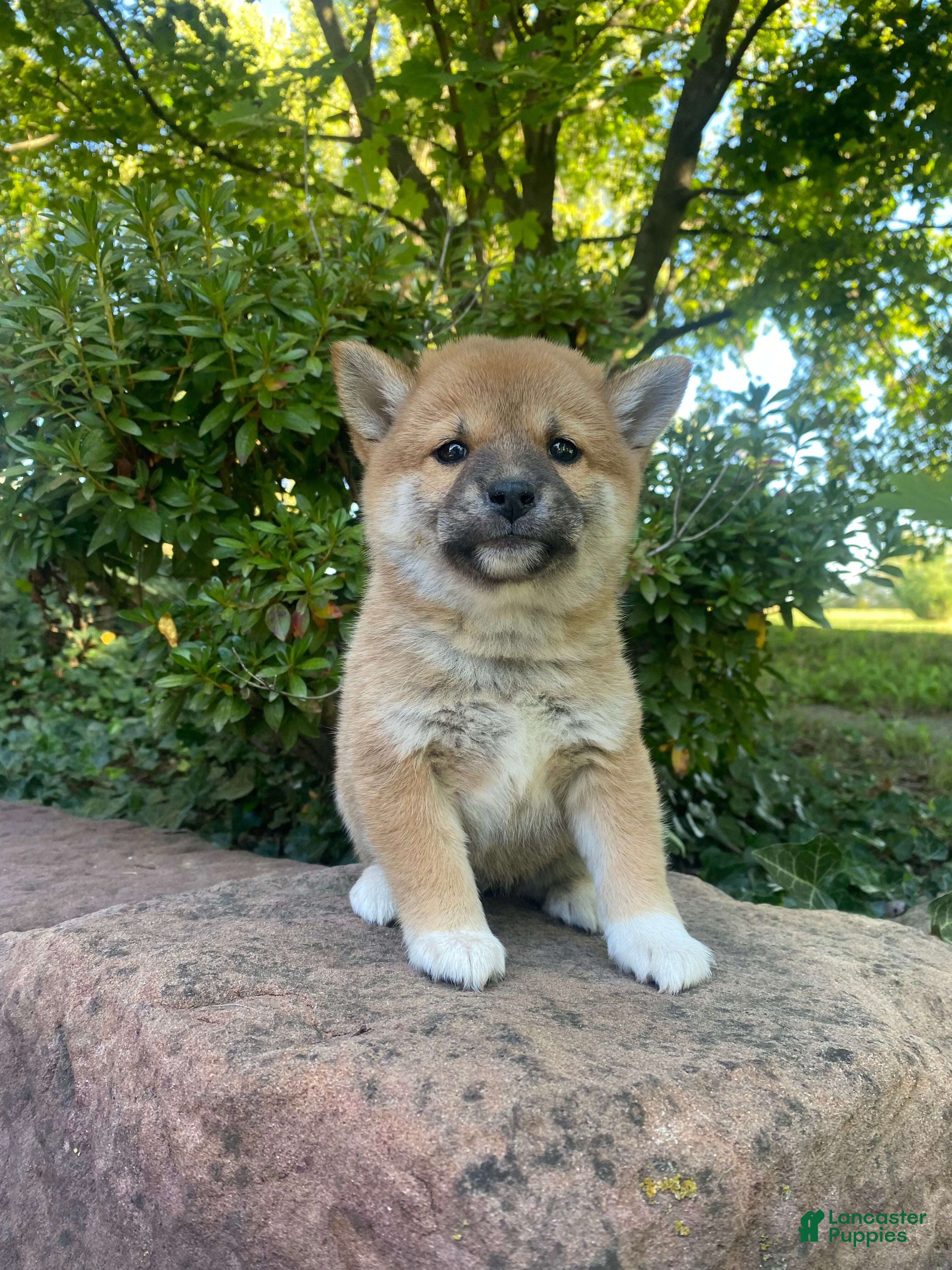 Shiba Inu Puppies for sale under $1000 Lancaster Puppies