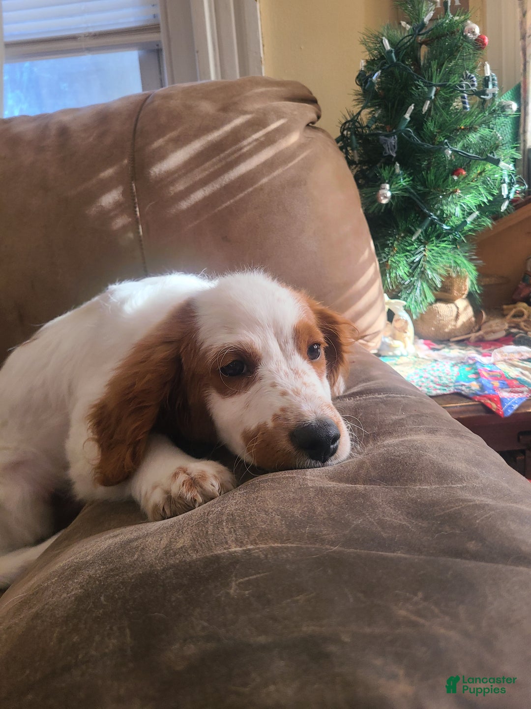 Mini Goldendoodle dogs for sale: Jet - Ad 8