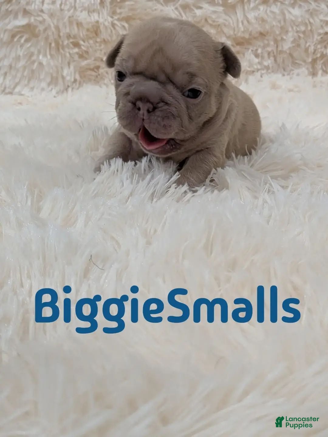 French Bulldog dogs French Bulldog 3 - Ad 18