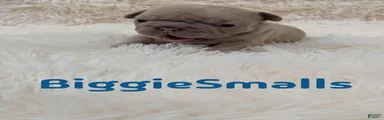 French Bulldog 3