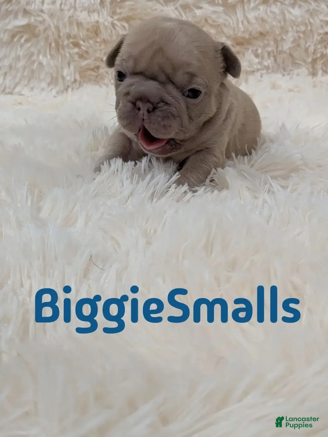 French Bulldog dogs for sale: French Bulldog 3 - Ad 1