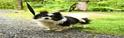 Pomeranian dogs for sale: Chip  - Ad 4