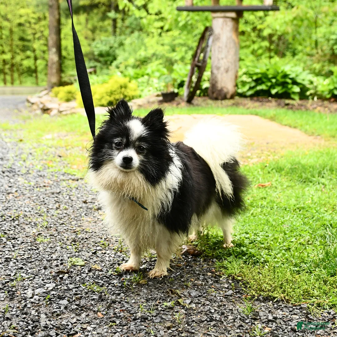 Pomeranian dogs for sale: Chip  - Ad 4
