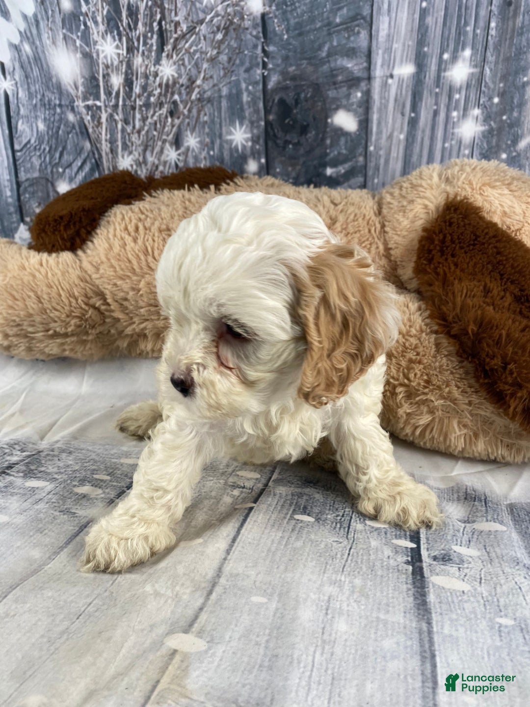 Cavapoo dogs for sale: Jenna - Ad 7