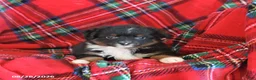 Toy Australian Shepherd dogs for sale: Jimmy - Ad 4