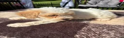 Schnoodle dogs for sale: Schnoodle 1 - Ad 3