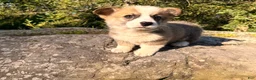 Welsh Corgi Pembroke dogs for sale: Teddy - Ad 19