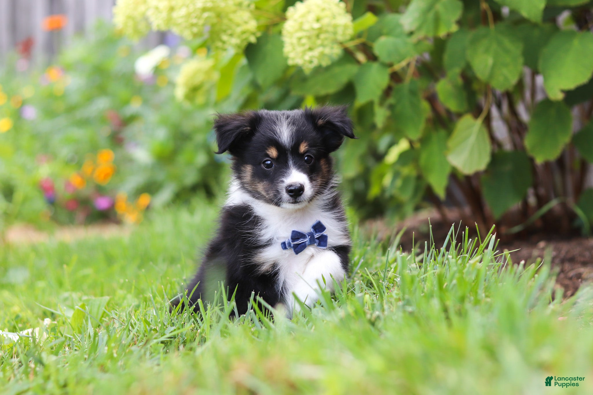 Toy Australian Shepherd dogs Logan - Ad 2