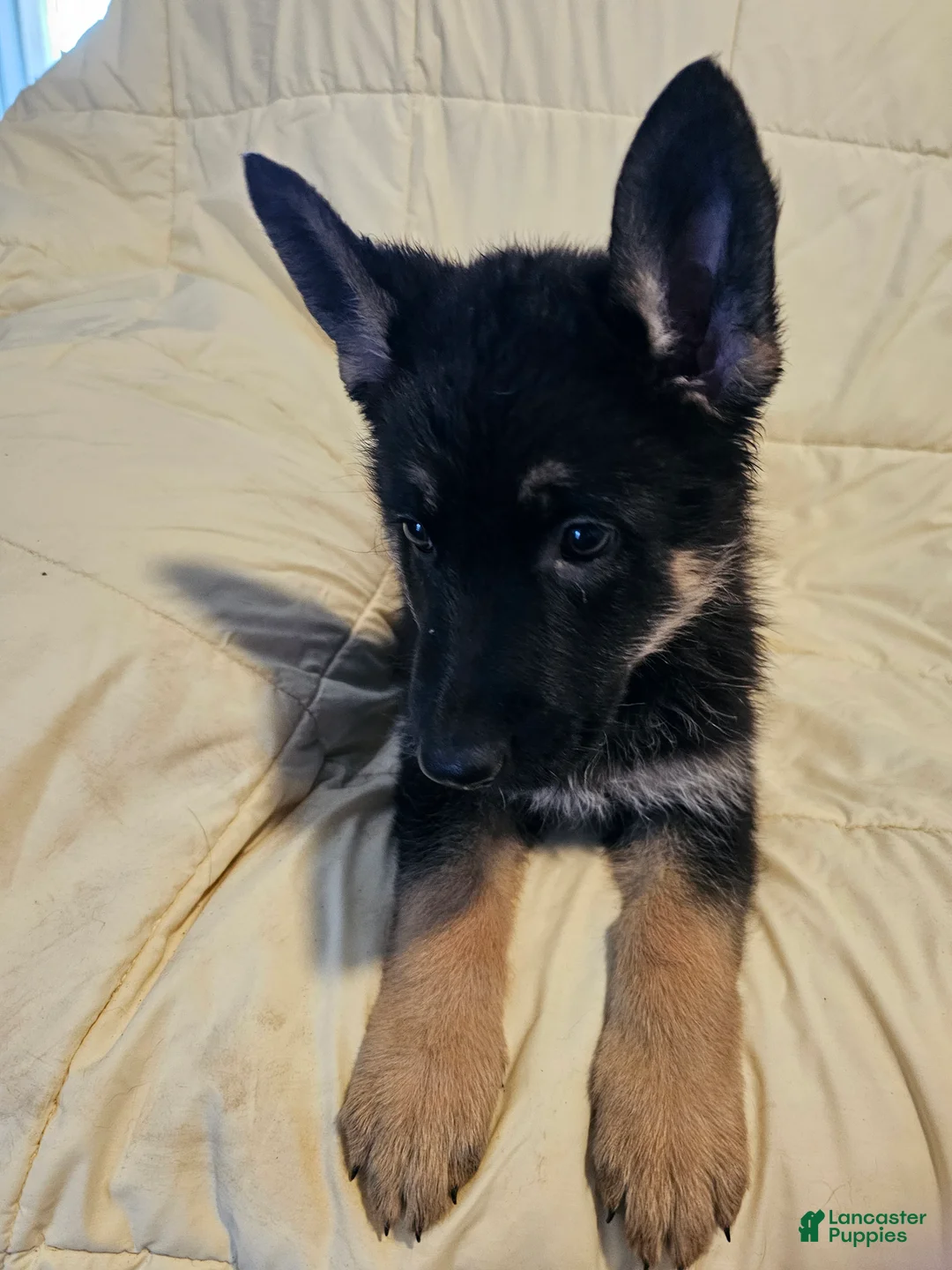 German Shepherd dogs for sale: Black Collar - Ad 2