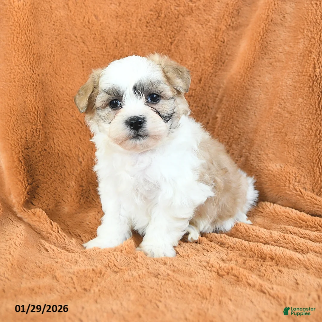 Teddy Bear dogs for sale: Nashville - Ad 2