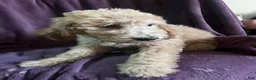 Goldendoodle dogs for sale: Sky- male - Ad 7