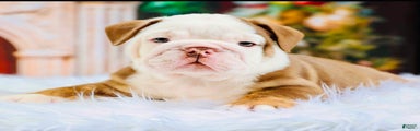 English Bulldog Puppy 2