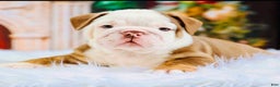 English Bulldog dogs for sale: English Bulldog Puppy 2 - Ad 1