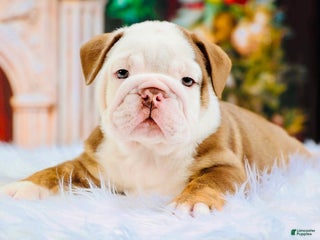 English Bulldog dogs English Bulldog Puppy 2 - Ad 28