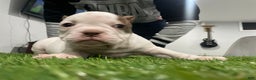 American Bully dogs for sale: Ms Spice  - Ad 3