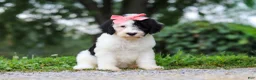 Sheepadoodle dogs for sale: Alayna - Ad 5