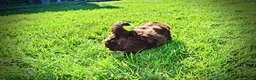 Havapoo dogs for sale: Coco - Ad 15