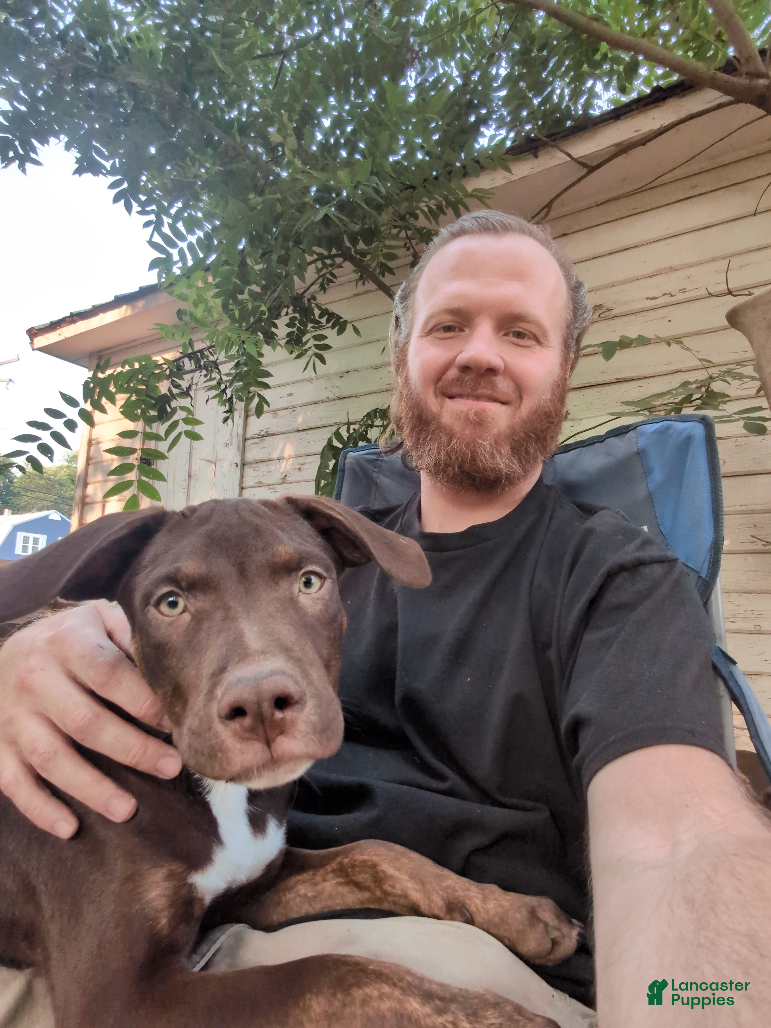 Mixed Breed dogs Shadow  - Ad 1