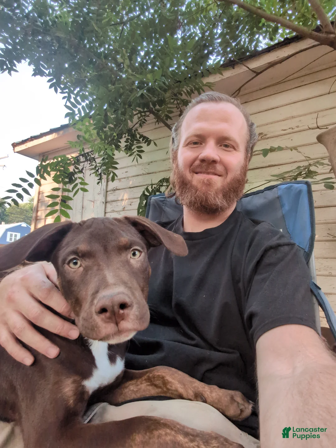 Mixed Breed dogs for sale: Shadow  - Ad 1