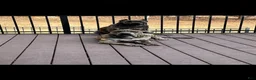 Presa Canario dogs for sale: Presa Canario Puppy 2 - Ad 5