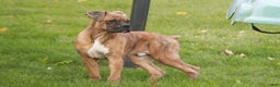 Boxer dogs for sale: Sam - Ad 3