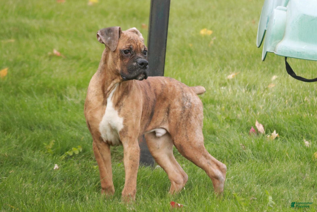 Boxer dogs for sale: Sam - Ad 3