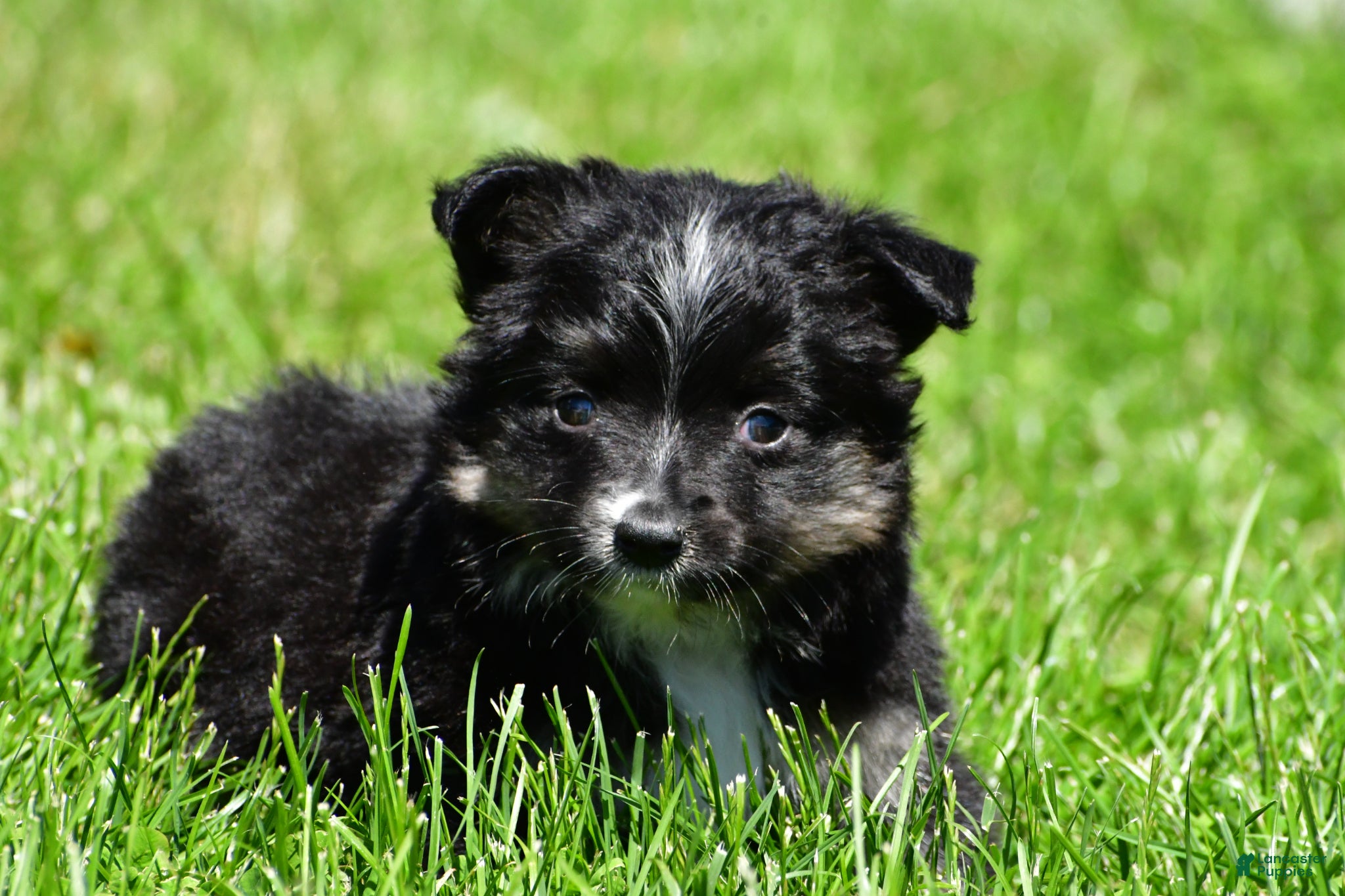 Miniature Australian Shepherd dogs for sale: Bingo - Ad 6