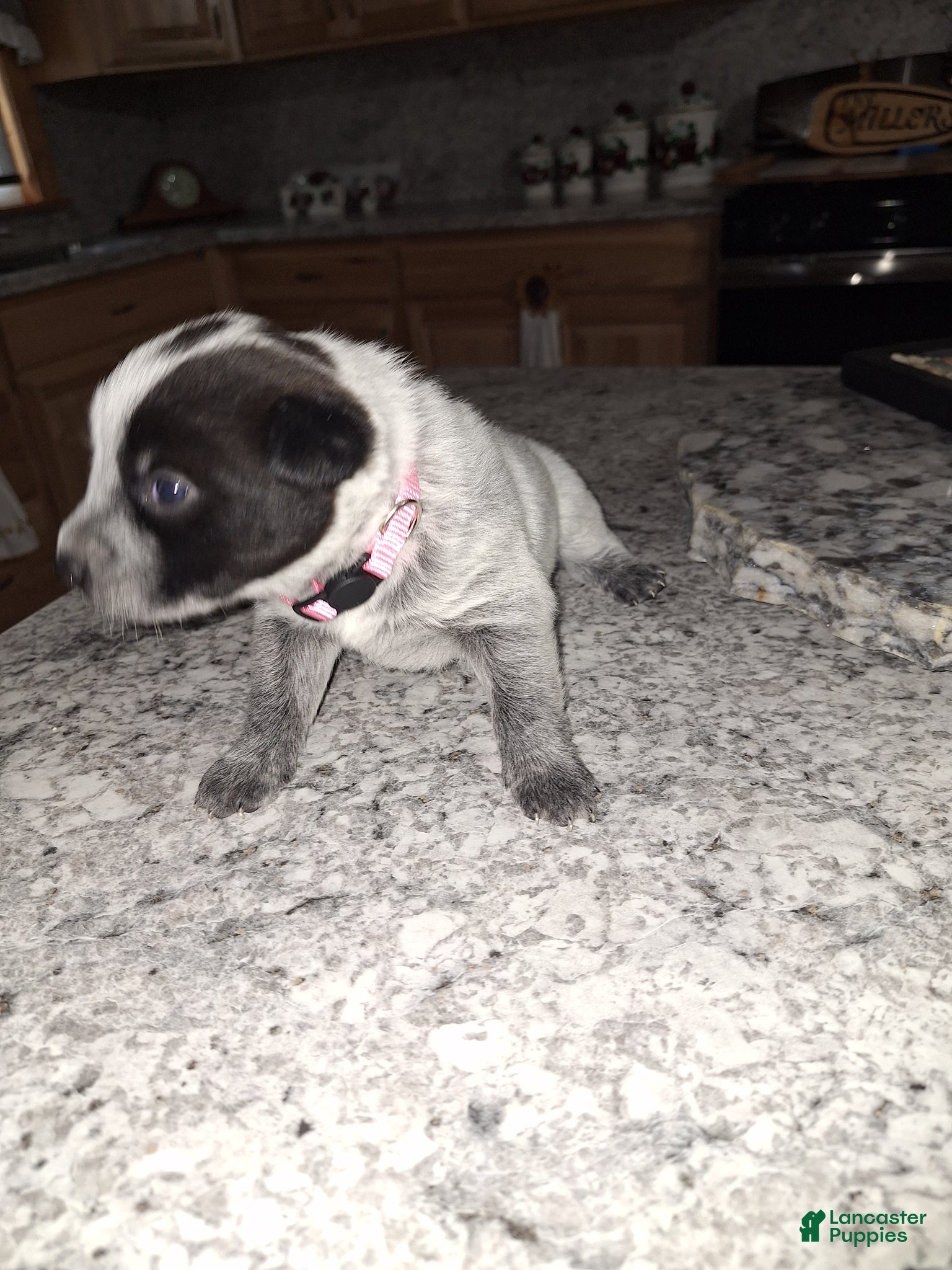 Mixed Breed dogs Mixed Breed Puppy 4 - Ad 34