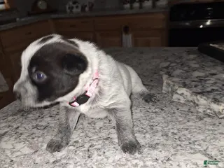 Mixed Breed dogs Mixed Breed Puppy 4 - Ad 34