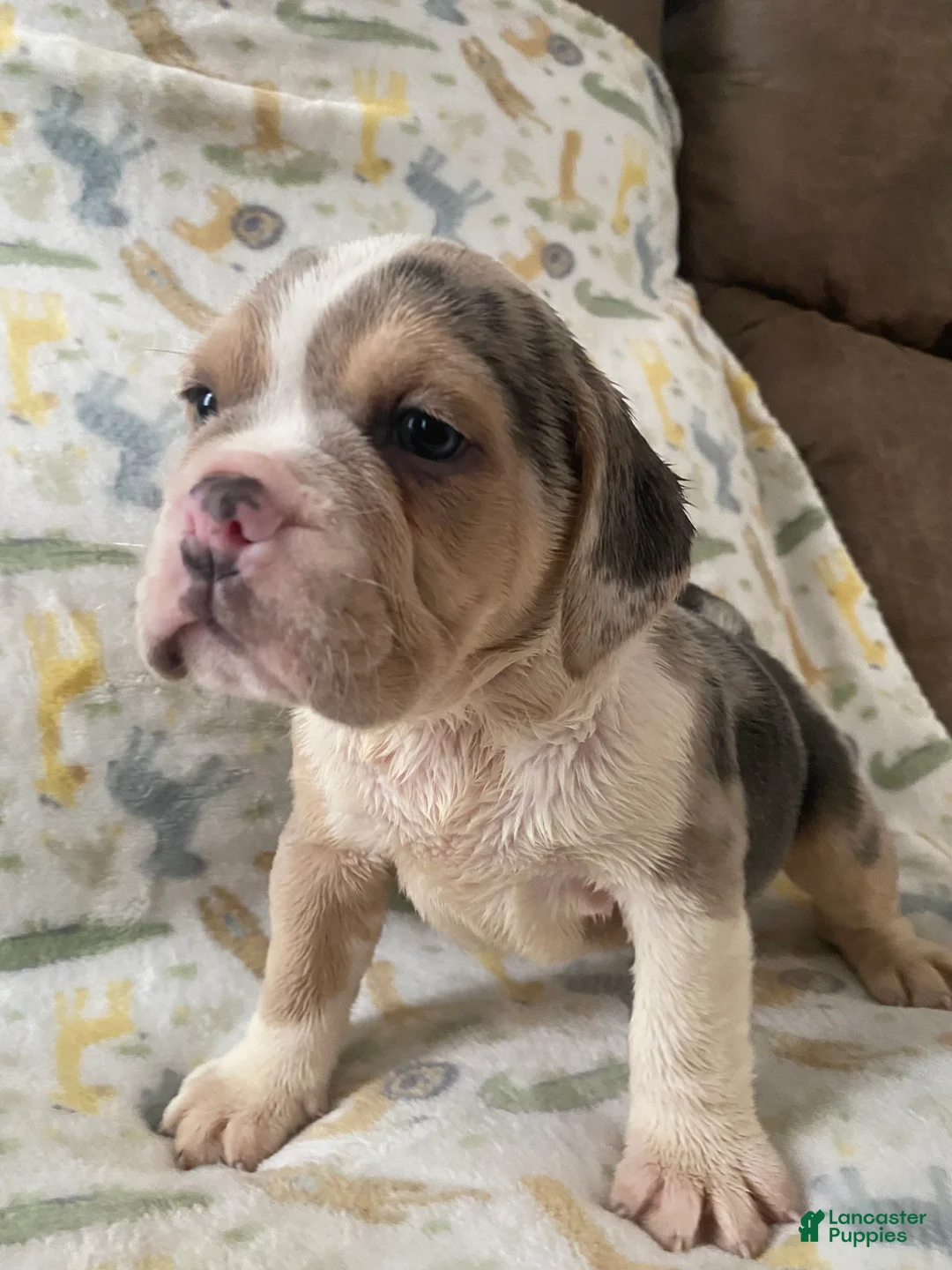 Beabull dogs for sale: Beauty - Ad 2