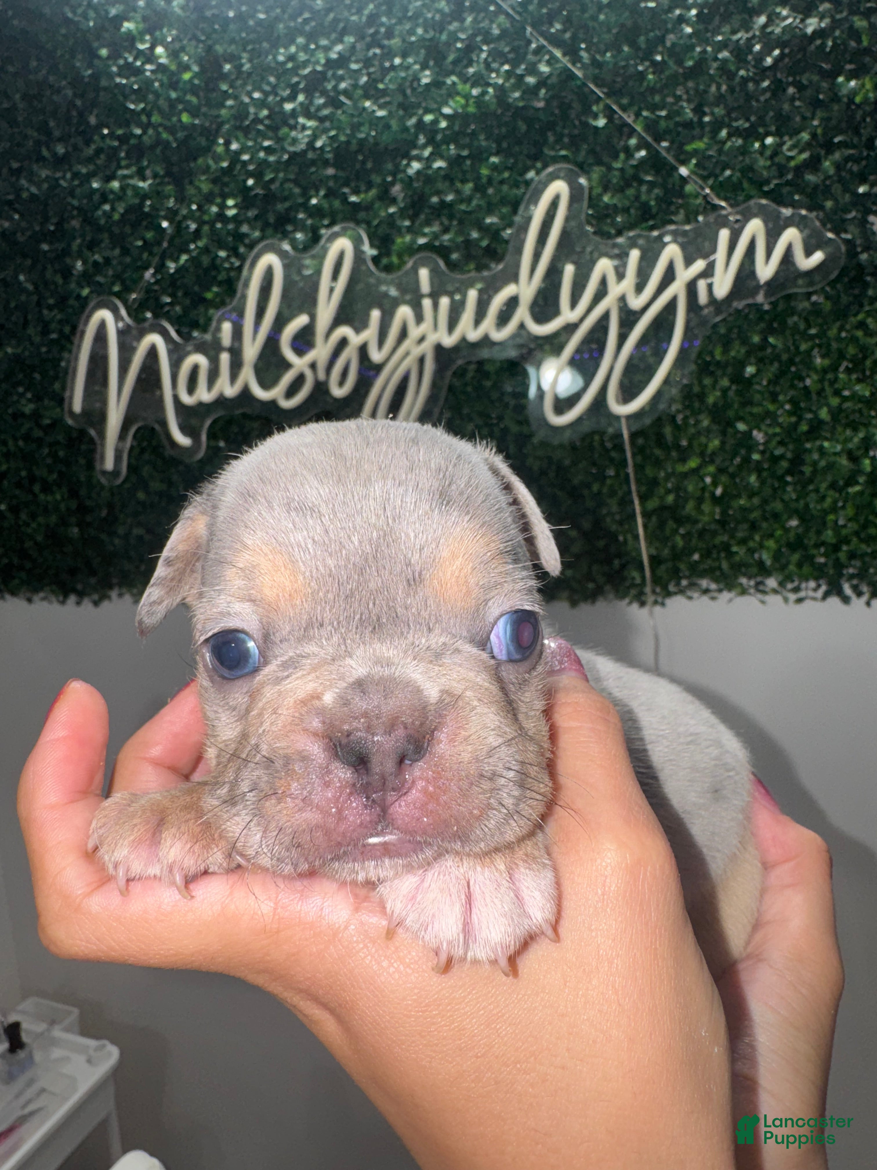French Bulldog dogs for sale: French Bulldog Puppy 1 - Ad 2