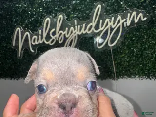 French Bulldog dogs for sale: French Bulldog Puppy 1 - Ad 2