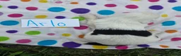 Sheepadoodle dogs for sale: Sheepadoodle 8 - Ad 5