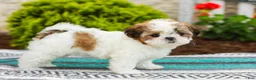 Shih Tzu dogs for sale: Bambi (Raised in Home, Crate Trained & Potty Training!) - Ad 7