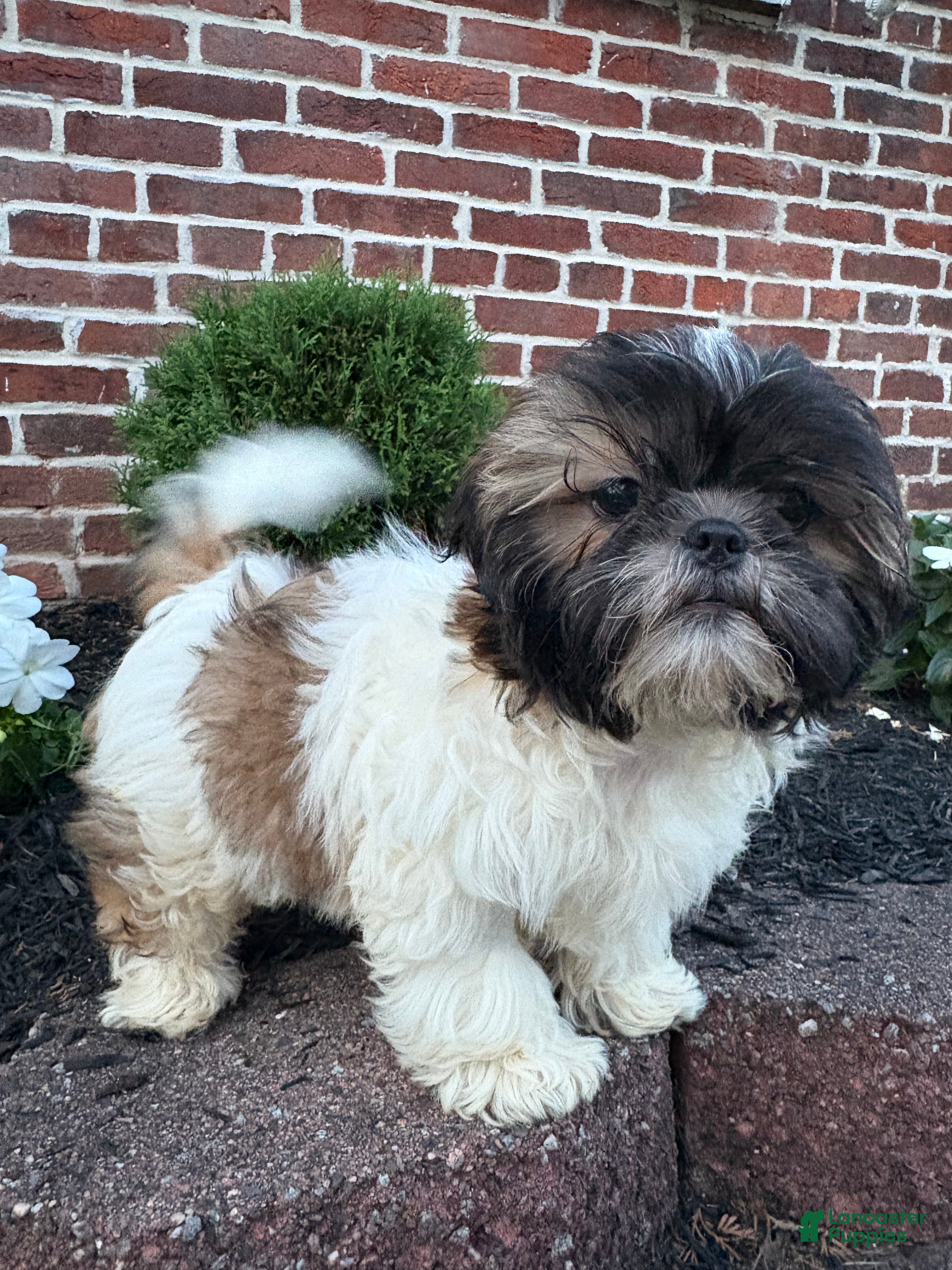 Shih Tzu dogs Asher - Ad 2