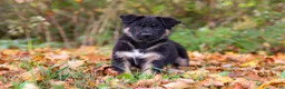 German Shepherd dogs for sale: Randy - Ad 5