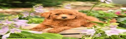 Maltipoo dogs for sale: Jordan - Ad 2
