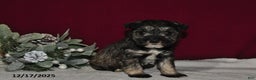 Miniature Schnauzer dogs for sale: Duke - Ad 4