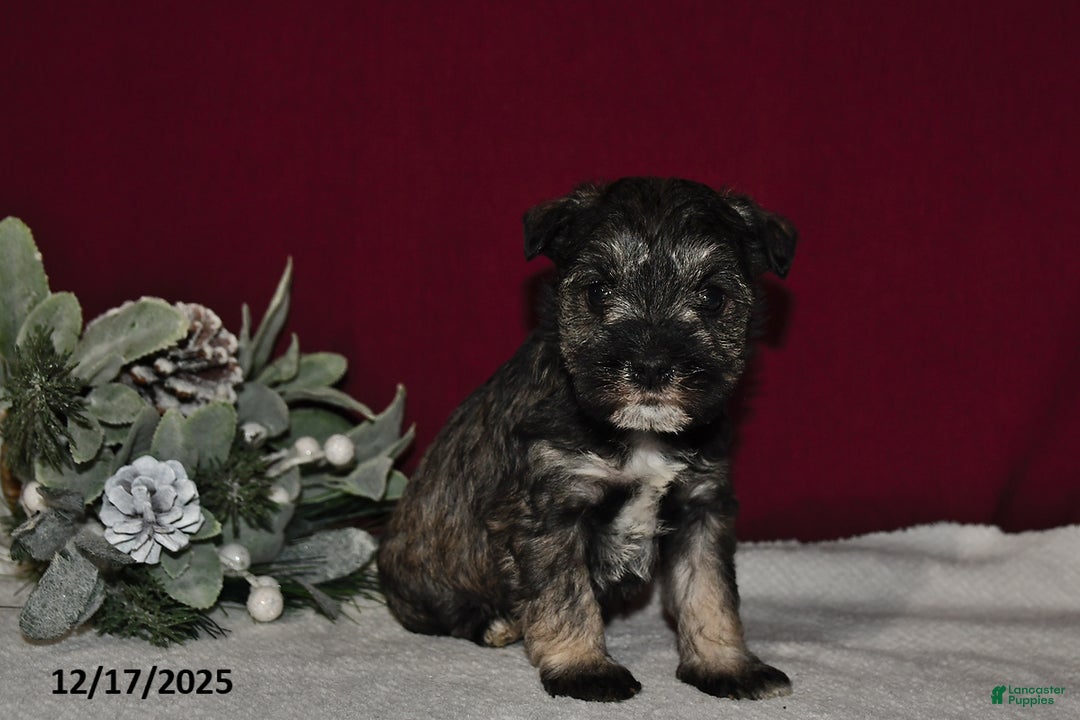 Miniature Schnauzer dogs for sale: Duke - Ad 4