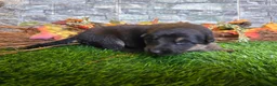 German Shepherd dogs for sale: German Shepherd 6 - Ad 3