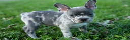 Frenchton dogs for sale: MINDY - Ad 10