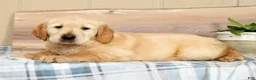 Golden Retriever dogs for sale: Brinkley - Ad 6
