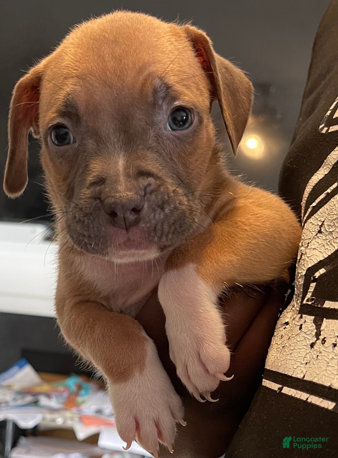 American Pit Bull Terrier dogs for sale: American Pit Bull Terrier Puppy 8 - Ad 1