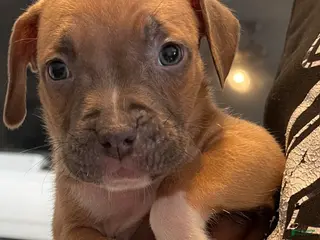 American Pit Bull Terrier dogs American Pit Bull Terrier Puppy 8 - Ad 39