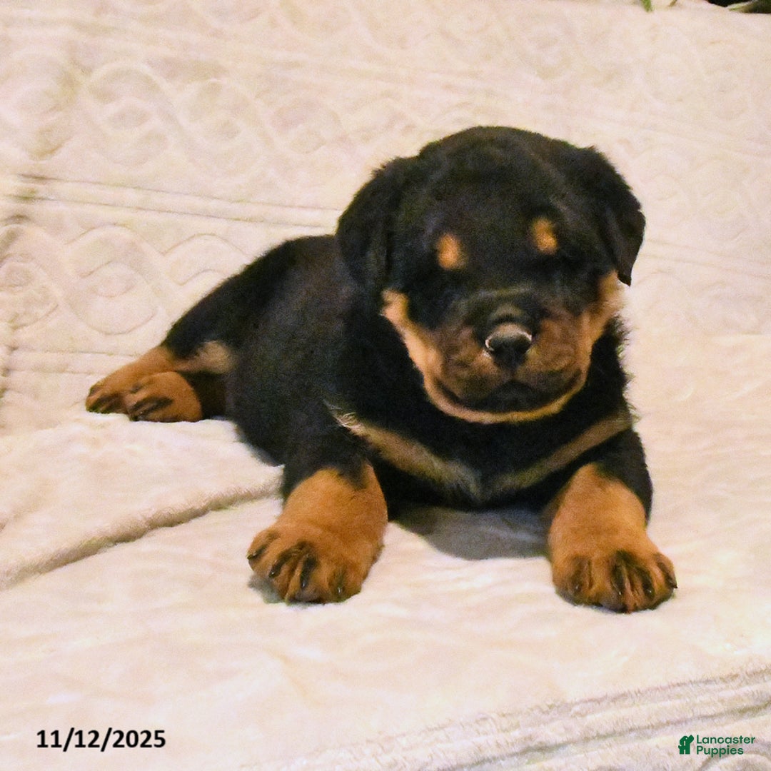 Rottweiler dogs for sale: Bandit - Ad 3
