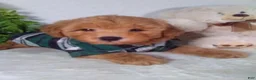 Bichpoo dogs for sale: Joey - Ad 4