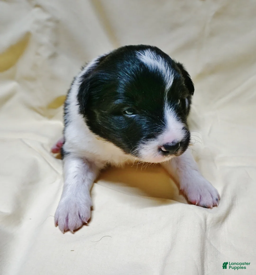 Border Collie dogs for sale: Aria - Ad 4