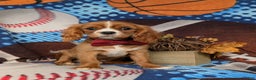 Cavalier King Charles Spaniel dogs for sale: Tanner - Ad 3