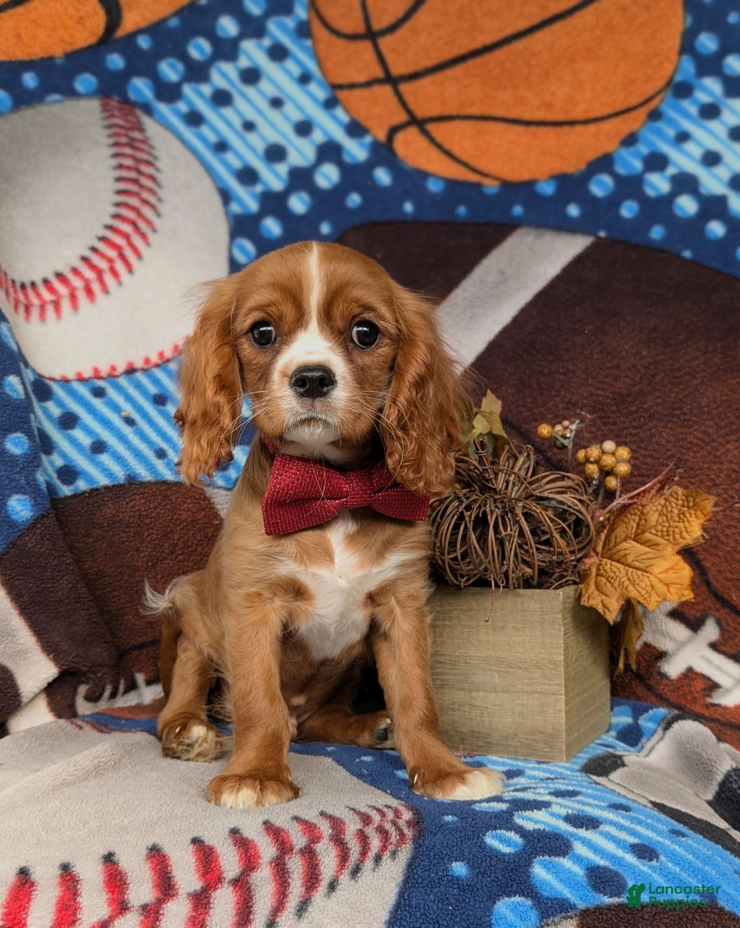 Cavalier King Charles Spaniel dogs for sale: Tanner - Ad 3